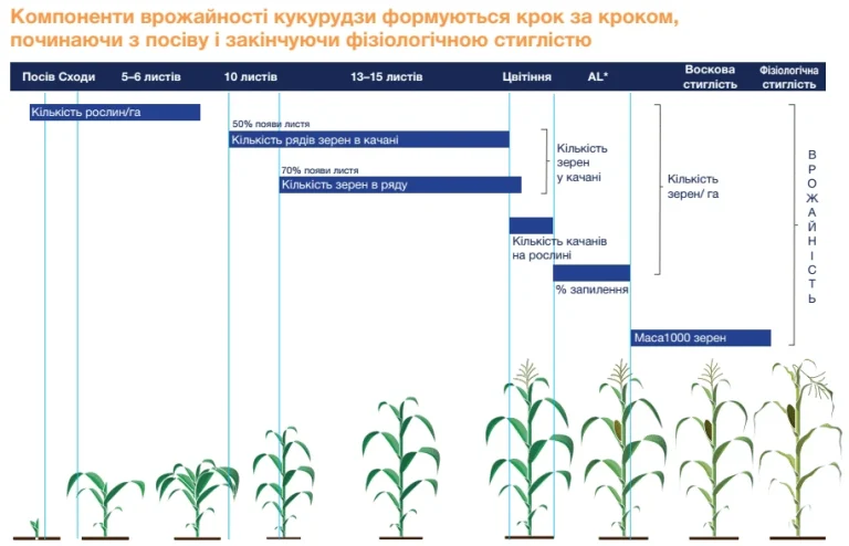 Через скільки сходить кукурудза: терміни, фактори і секрети дружних сходів