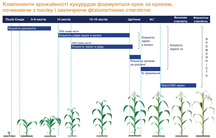 Через скільки сходить кукурудза: терміни, фактори і секрети дружних сходів